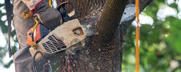 Best Stump Grinding and Removal  in Georgiana, AL