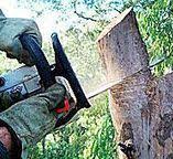 Best Tree Removal  in Georgiana, AL
